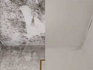 עובש בקירות - מהו עובש וכיצד הוא מסכן אותנו?